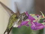 Hummingbirds Theme for Windows 7
