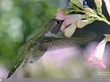 Hummingbirds Theme on Windows 8