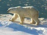 The global polar bear population will experience a 