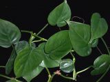 Philodendron scandens subsp oxycardium heartleaf philodendron
