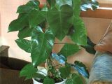 Philodendron domesticum, elephant ear philodendron
